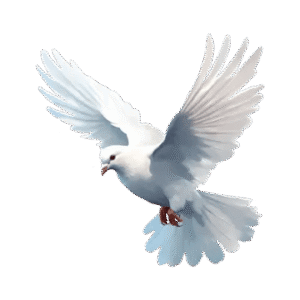 white dove